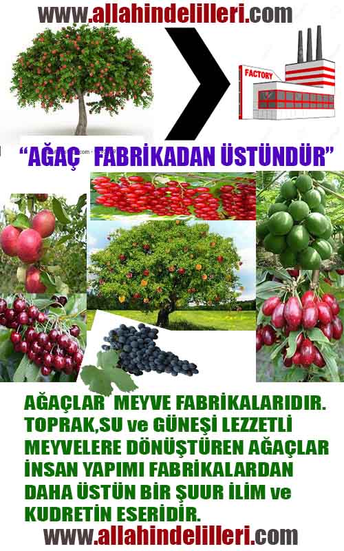 Allahin Delilleri1